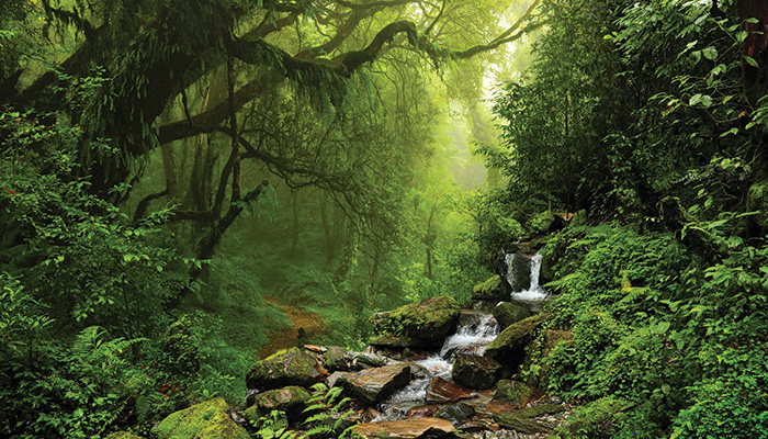 Top Monsoon Destinations to Visit in India